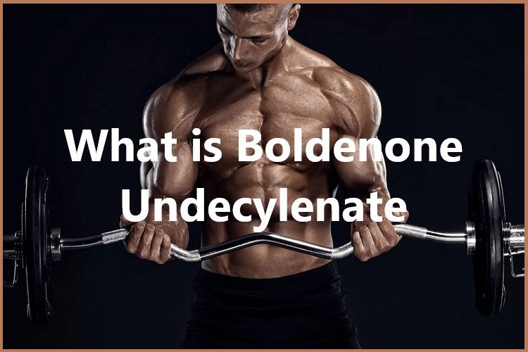 What is Boldenone Undecylenate